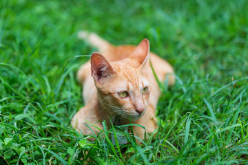 funny yellow cat on the lawn