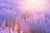 Fototapeta Kwiaty - Sunset sky over a violet lavender field in Provence, France. Lavender bushes landscape on evening light.