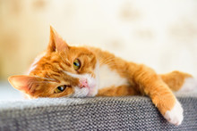portrait domestic red cat lying on the sofa