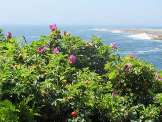 focus is on the wild rose plant and rose hips with a blurred background of the ocean and waves crash