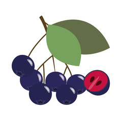 Wall Mural - Healthy organic black chokeberry aronia berry