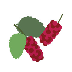 Wall Mural - Healthy organic red mulberry