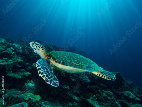 Plakat Żółw Hawksbill na rafie koralowej z promieniami słońca rozpromieniony w tle