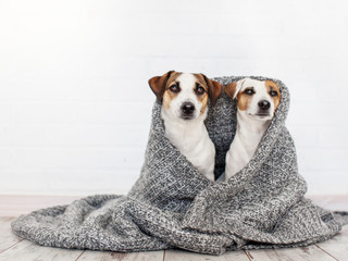 Canvas Print - Two dogs under the rug