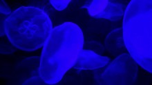 Lit By A Blacklight, Iridescent And Glowing Blue Moon Jellyfish Floating Amongst Other Jellyfish In Random Pattern With Black Backdrop. Close Up Visualization. No Filters Added.