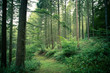 © JoveImages - Bosweg met een mystieke sfeer