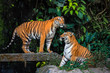 beautiful couple bengal tigers with lush green habitat background