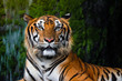 close up portrait of beautiful bengal tiger with lush green habitat background