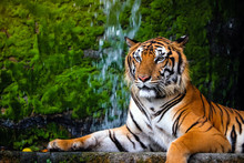Close Up Portrait Of Beautiful Bengal Tiger With Lush Green Habitat Background