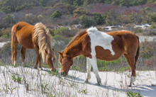 Wild Ponies Eating At Assateague Island, Part Of The US National Park Service