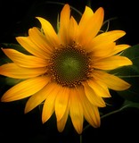 Fototapeta Kwiaty - Sunflower in my back yard