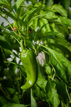 Green Jalapeno Pepper In A Field Of Peppers.