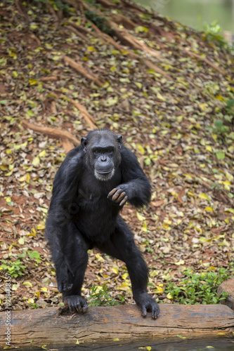 Zdjęcie XXL Czołowy portret młodego szympansa