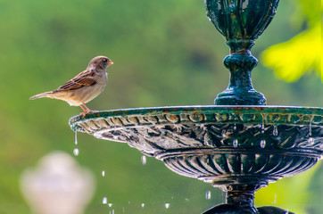 sparrow standing about to drinking water