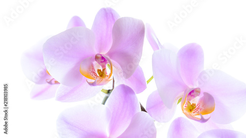 Foto-Schiebevorhang Komplettsystem - Schöne pinke Orchidee isoliert (von moquai86)