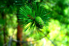Green Bump On The Spruce Branch. Evergreen Tree. Flight Rest In The Forest
