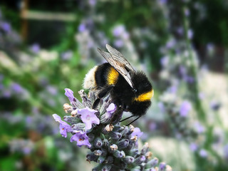 Poster - Bee on a flower