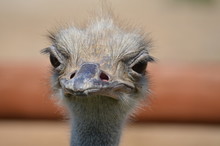 Close Up Of An Ostrich