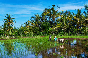 Farmers are planting rice in the fields in the rainy season. Rice seedlings were soaked with water to be prepared for planting. Rural work in field. View of the countryside on the blue sky background