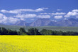 Canola Field In Bloom Alberta