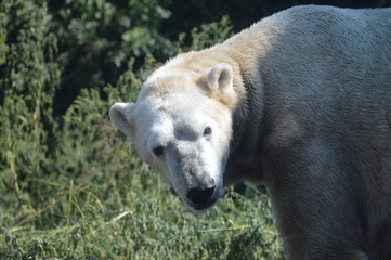 Wall Mural - Polar bear in the outdoors during summer