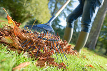 Close Up Of Rake And Fallen Leaves With Grass