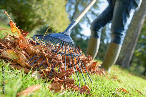 Fotografía close up of rake and fallen leaves with grass