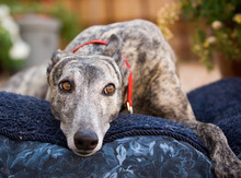 Greyhound Dog Lying Down On Blue Bed