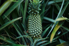 Pineapple Tropical Fruit Growing In A Farm.  Green Growing Pineapple On Plantation. Delicious Tropical Fruit.  Farming And Industrial Agriculture Concept.