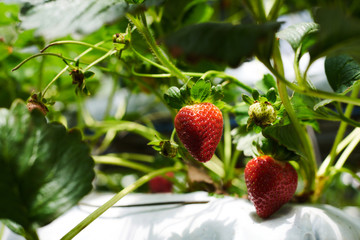 Cultivation strawberry on the hydroponic farm. Plants filled with ripening fruit at a hydroponic farm plantation. Strawberry plant agriculture industry.