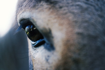 Mini donkey eye closeup, looking like sweet farm animal.