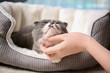 Woman stroking her cat while it resting on pet bed at home