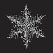 Snowflake Isolated On Black Background. This Vector Illustration Based On Macro Photo Of Real Snow Crystal: Small Stellar Dendrite With Good Hexagonal Symmetry, Elegant Shape And Six Thin, Long Arms.