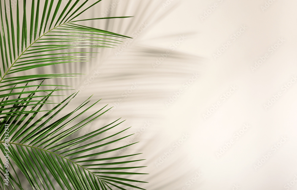 Fresh tropical date palm leaf on light background - obrazy, fototapety, plakaty 