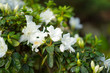 White Tea Flowers