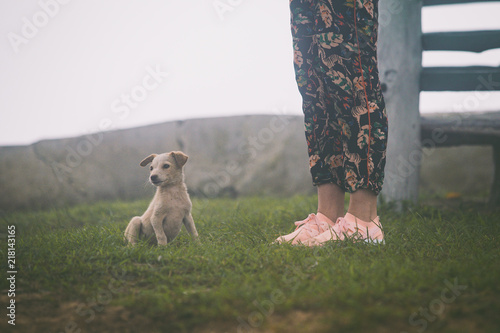 Petit Bebe Chien Dans Le Gazon Chiot Sri Lanka Stock Photo Adobe Stock