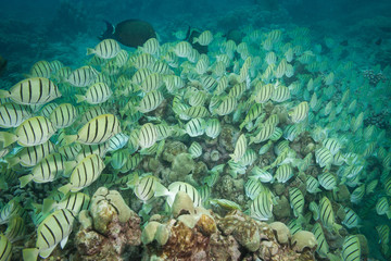  Massive school of tropical striped fish filling the underwater frame