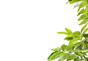 fresh light green tree leave background with clip path