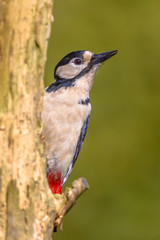 Great Spotted Woodpecker peeking from behind log