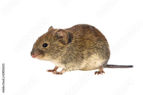 Fotomural Bank vole walking on white background