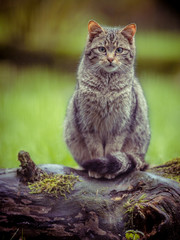 Wall Mural - Cute European wild cat with distictive tail in vintage colors