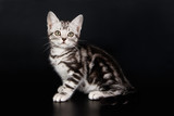 Fototapeta  - American shorthair cat on colored backgrounds
