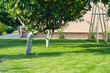 © senssnow - green lawn backyard garden appletree