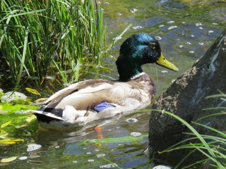 duck in a pond