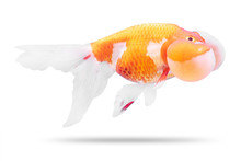 Golden Fish Isolated On White Background. Goldfish And Bubble Eyes. ( Clipping Path )