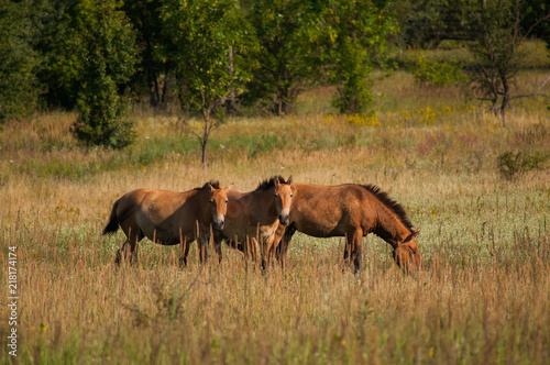Fotografie, Obraz Wild Przewalski's horses on the meadow outdoors