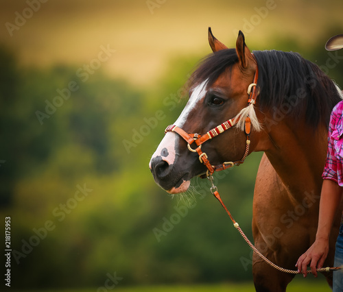Fotomural Horse, western pony, close-up head with halter in view to the right
