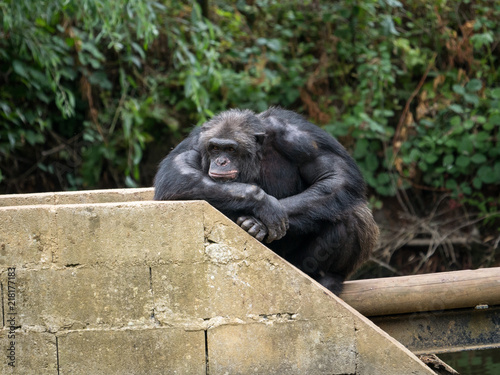 Plakat Szympans na srebrnym plecach