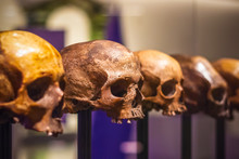 Selective Focus, Row Of Skulls Without Mandible