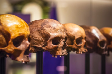 selective focus, row of skulls without mandible